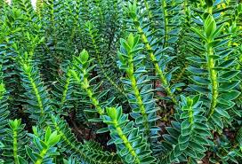 Attēlu rezultāti vaicājumam “Honckenya peploides leaf”