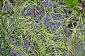 Attēlu rezultāti vaicājumam “Sparganium minimum”