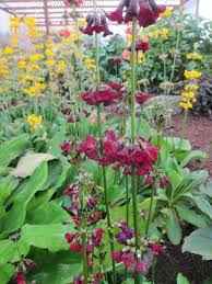 Attēlu rezultāti vaicājumam “Primula veris var. rubra”