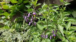 Attēlu rezultāti vaicājumam “Solanum dulcamara”