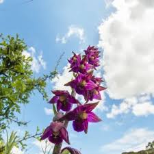 Attēlu rezultāti vaicājumam “Epipactis atrorubens bud”