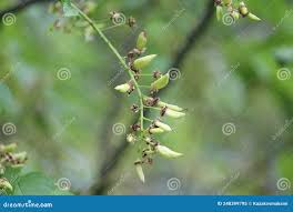 Attēlu rezultāti vaicājumam “Taphrina padi”