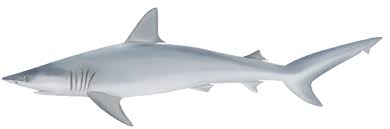 Image result for Carcharhinus isodon