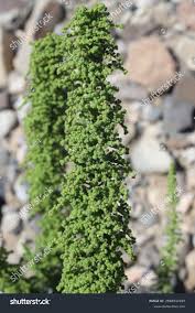 Image result for Chenopodium botrys