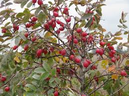 Attēlu rezultāti vaicājumam “Rosa majalis”