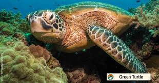 Image result for Chelonia mydas