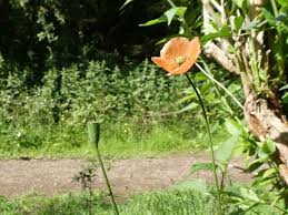 Attēlu rezultāti vaicājumam “Trisetum flavescens flower”