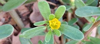 Attēlu rezultāti vaicājumam “Portulaca oleracea leaf”