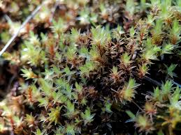 Attēlu rezultāti vaicājumam “Palustriella”