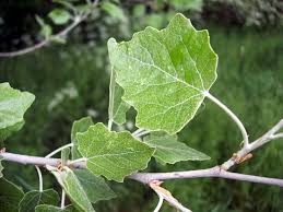 Attēlu rezultāti vaicājumam “Populus x canescens leaf”