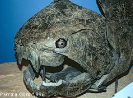 Attēlu rezultāti vaicājumam “Placodermi”