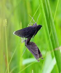 Attēlu rezultāti vaicājumam “Odezia atrata”