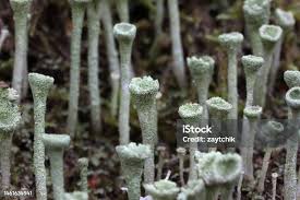 Attēlu rezultāti vaicājumam “Cladonia fimbriata”