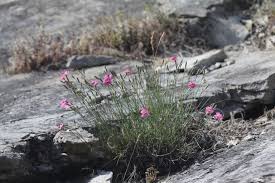 Image result for Steinnelke