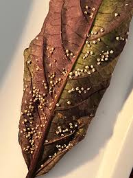 Attēlu rezultāti vaicājumam “Drepanosiphum platanoidis exuvia”