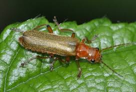 Attēlu rezultāti vaicājumam “Cantharis figurata”