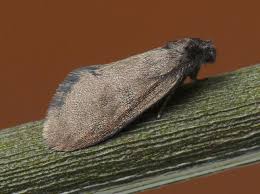 Attēlu rezultāti vaicājumam “Proutia betulina larva”