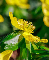 Attēlu rezultāti vaicājumam “Eranthis hyemalis”