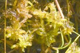 Attēlu rezultāti vaicājumam “Sphagnum cuspidatum”