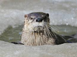 Attēlu rezultāti vaicājumam “Lutra lutra”