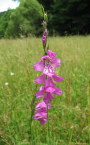 Attēlu rezultāti vaicājumam “Gladiolus imbricatus”