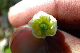 Attēlu rezultāti vaicājumam “Moneses uniflora fruit”