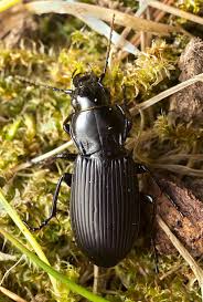 Attēlu rezultāti vaicājumam “Pterostichus melanarius”