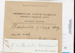 Attēlu rezultāti vaicājumam “Didymodon fallax var. brevifolius”