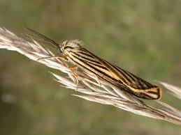 Attēlu rezultāti vaicājumam “Spiris striata”