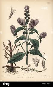 Image result for Menta x piperita