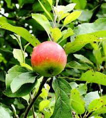 Attēlu rezultāti vaicājumam “Malus domestica fruit”