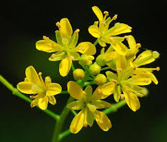 Attēlu rezultāti vaicājumam “Rorippa sylvestris flower”