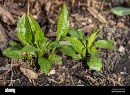 Attēlu rezultāti vaicājumam “Echinacea purpurea leaf”