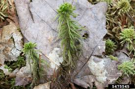 Attēlu rezultāti vaicājumam “Sphagnum wulfianum”