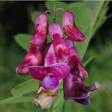 Attēlu rezultāti vaicājumam “Lathyrus niger”