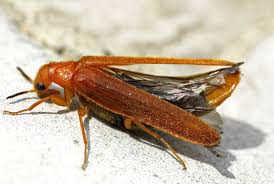 Attēlu rezultāti vaicājumam “Hylecoetus dermestoides male”