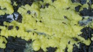 Attēlu rezultāti vaicājumam “Ceratiomyxa porioides plasmodium”