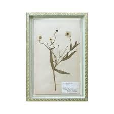 Attēlu rezultāti vaicājumam “Ranunculus lingua leaf”