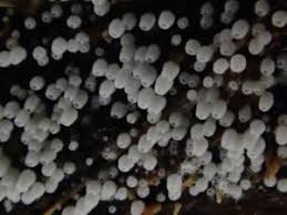 Attēlu rezultāti vaicājumam “Henningsomyces candidus”