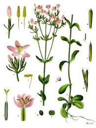 Attēlu rezultāti vaicājumam “Centaurium erythraea flower”