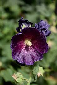 Image result for Alcea (althaea) rosea