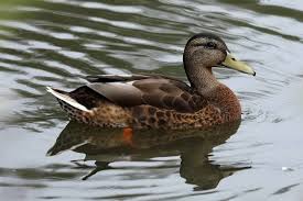 Image result for Anas rubripes