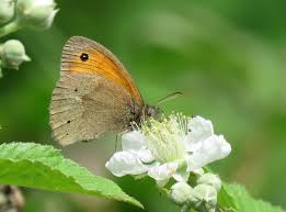 Attēlu rezultāti vaicājumam “Maniola jurtina male”