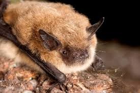 Attēlu rezultāti vaicājumam “Badhamiopsis scripta macro”