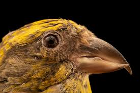 Image result for Loxia curvirostra