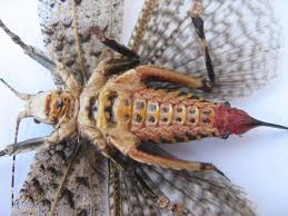 Attēlu rezultāti vaicājumam “Tettigoniodea”