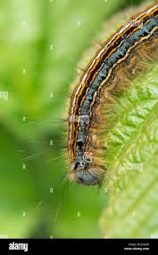 Attēlu rezultāti vaicājumam “Malacosoma neustria”