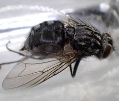 Attēlu rezultāti vaicājumam “Alloeotomus sp.”