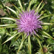 Attēlu rezultāti vaicājumam “Silybum marianum fruit”