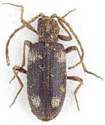 Attēlu rezultāti vaicājumam “Ptinus sp.”